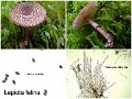 Lepiota felina-amf1202-1